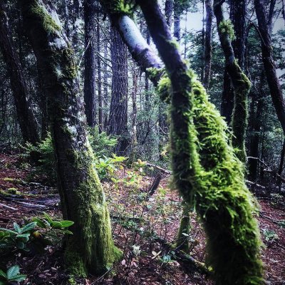 Knox Bronson ~ Riding The Wild Bubble