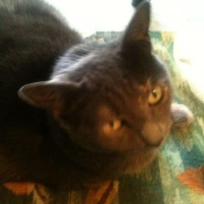 Knox Bronson ~ Riding The Wild Bubble