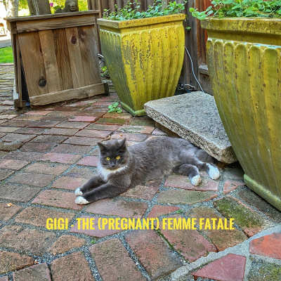 Knox Bronson ~ Riding The Wild Bubble