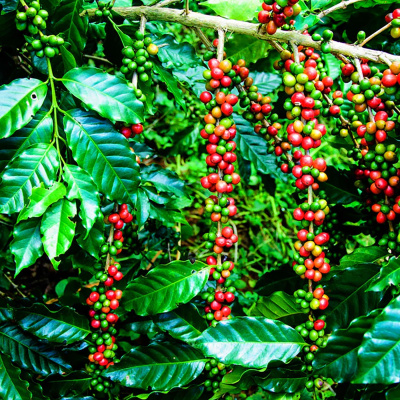 Knox Bronson ~ Riding The Wild Bubble