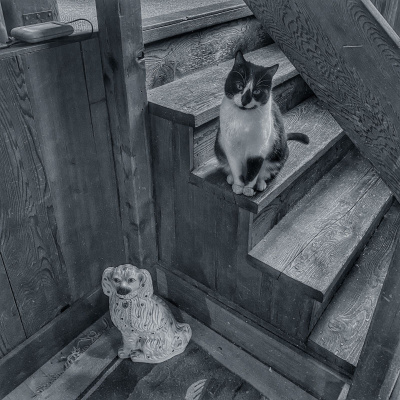 Knox Bronson ~ Riding The Wild Bubble