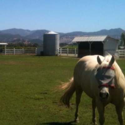 Knox Bronson ~ Riding The Wild Bubble