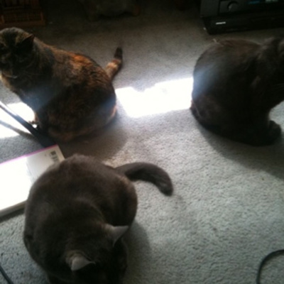 Knox Bronson ~ Riding The Wild Bubble