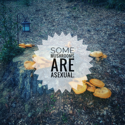 Knox Bronson ~ Riding The Wild Bubble