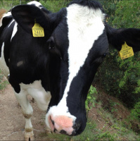 Gschicht#46-Gaaid, nid Füehrer)