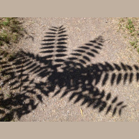 Gschicht#74-Wääg scho wider wägg!!