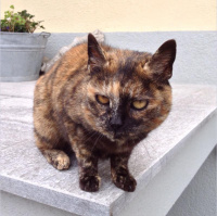 Gschicht#51-Vögeli fötele