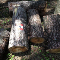 Gschicht#83-Immer no wegloos