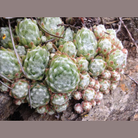 Gschicht#53-Sunnehalb