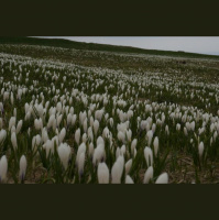 Gschicht#24-Tescht zum Zweite