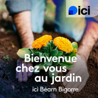 Les bienfaits des sachets de thé pour nos plantes