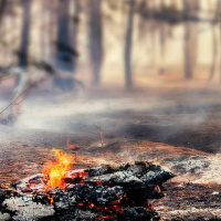 Wildfires the Focus of Our Newest Exhibit