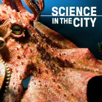 Octopus Intelligence: Untangling a Distributed Brain