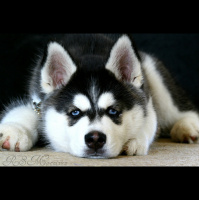 RACE COVERAGE Episode 14 