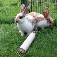 Scherbe 051 Vor Podstock, Kanninchen und Nachwuchspodcaster(chen)