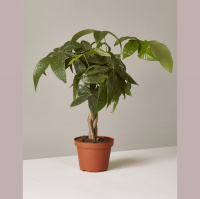 I found a Money Tree .... well ... a Money Plant! SC Needs thousands of them!