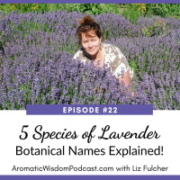 22: 5 Species of Lavender - Botanical Names Explained!