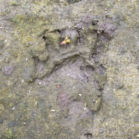 Our Blue World, The Spirit Bear of B. C. Pt. 1, Episode 10