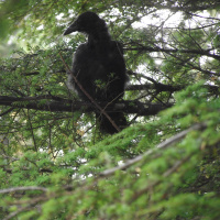 Our Blue World (formerly Big Blue Planet) Wolves  Tall Tales, Episode 8