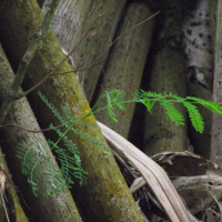 Our Blue World (formerly Big Blue Planet) Jungles, Rivers  Botos, Episode 7