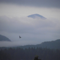 Big Blue Planet - Walk Through an Ancient Forest, Episode 2