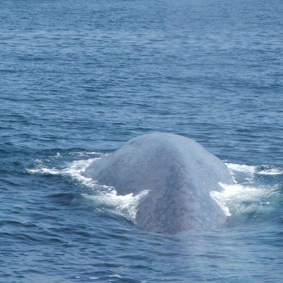 Our Blue World (formerly Big Blue Planet)