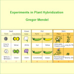 Experiments in Plant Hybridisation by MENDEL, Gregor