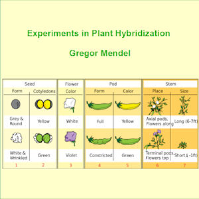Experiments in Plant Hybridisation by MENDEL, Gregor