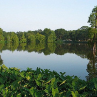 Blooming in Baton Rouge