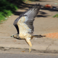 The Pickers are Coming