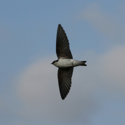 Kushyspeakers Podcast