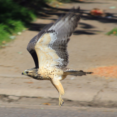 Kushyspeakers Podcast