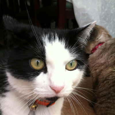 Im A Public Health Professional Get Me Out Of Here!