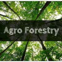 Permaculture and Forest Ecological Preservation