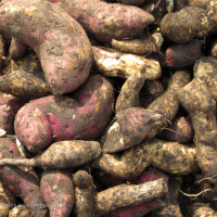 Sabbath  Sweet Potato Moments