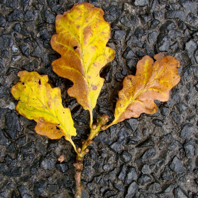 Episcopal Church Of All Saints, Indianapolis