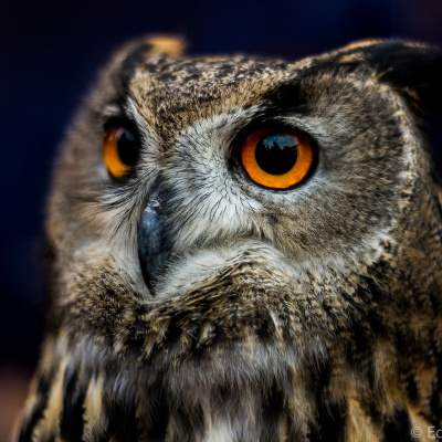 Episcopal Church Of All Saints, Indianapolis