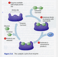 Episode #29 Enzymes- Are You Getting Enough?