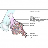 What is The Fascial Organ And How Does It Affect Your Performance?