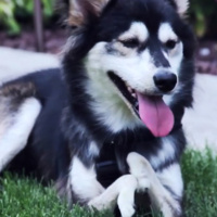 The Blest Podcast Episode 6 