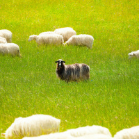 Journey of Attachment: I’m the Black Sheep of My Family, Afraid of Being Kicked Out