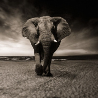 Journey of Attachment: Avoiding the Elephant in the Room