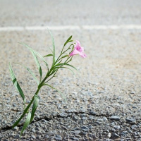 Journey Of Attachment: Breaking the Toxic Anxious-Avoidant Relationship Cycle