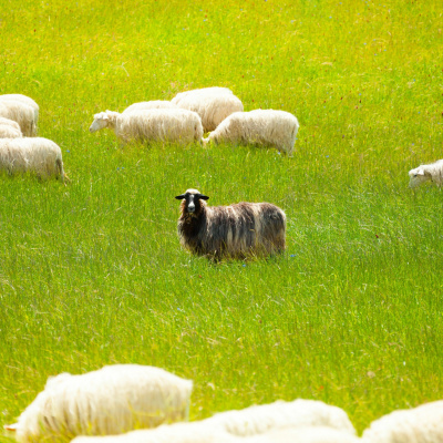 Simply Abundant Intuitive