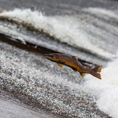 Simply Abundant Intuitive