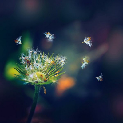 Simply Abundant Intuitive