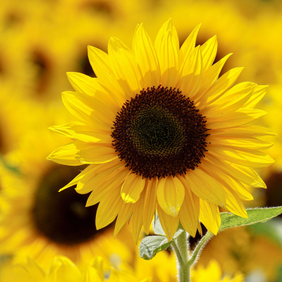 Simply Abundant Intuitive