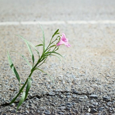 Simply Abundant Intuitive