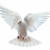 June 5, 2022 - Pentecost Sunday (Deacon Don, Homily)