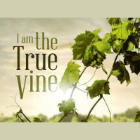 I AM the True Vine
